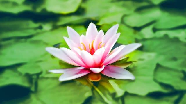 11 Inspirational Quotes About Manifesting Your Dream Life
