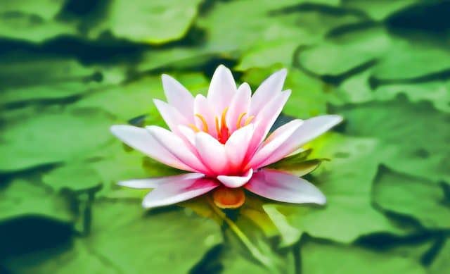 Quotes About Manifesting Picture of a beautiful pink lily pad flower